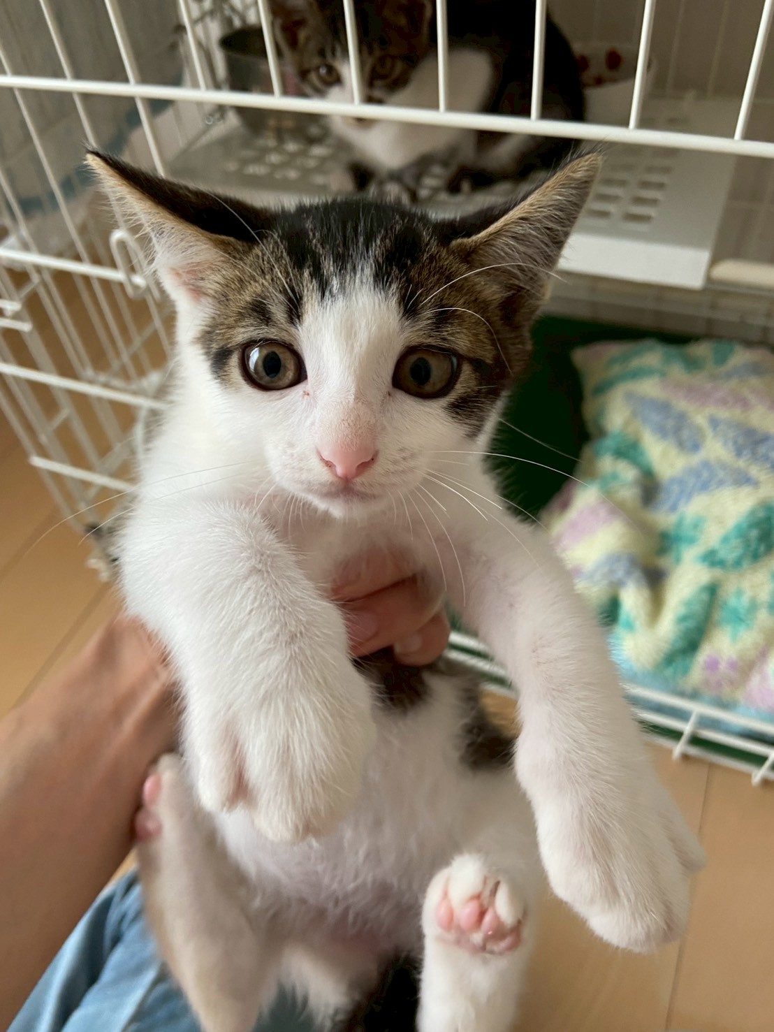 猫種不明