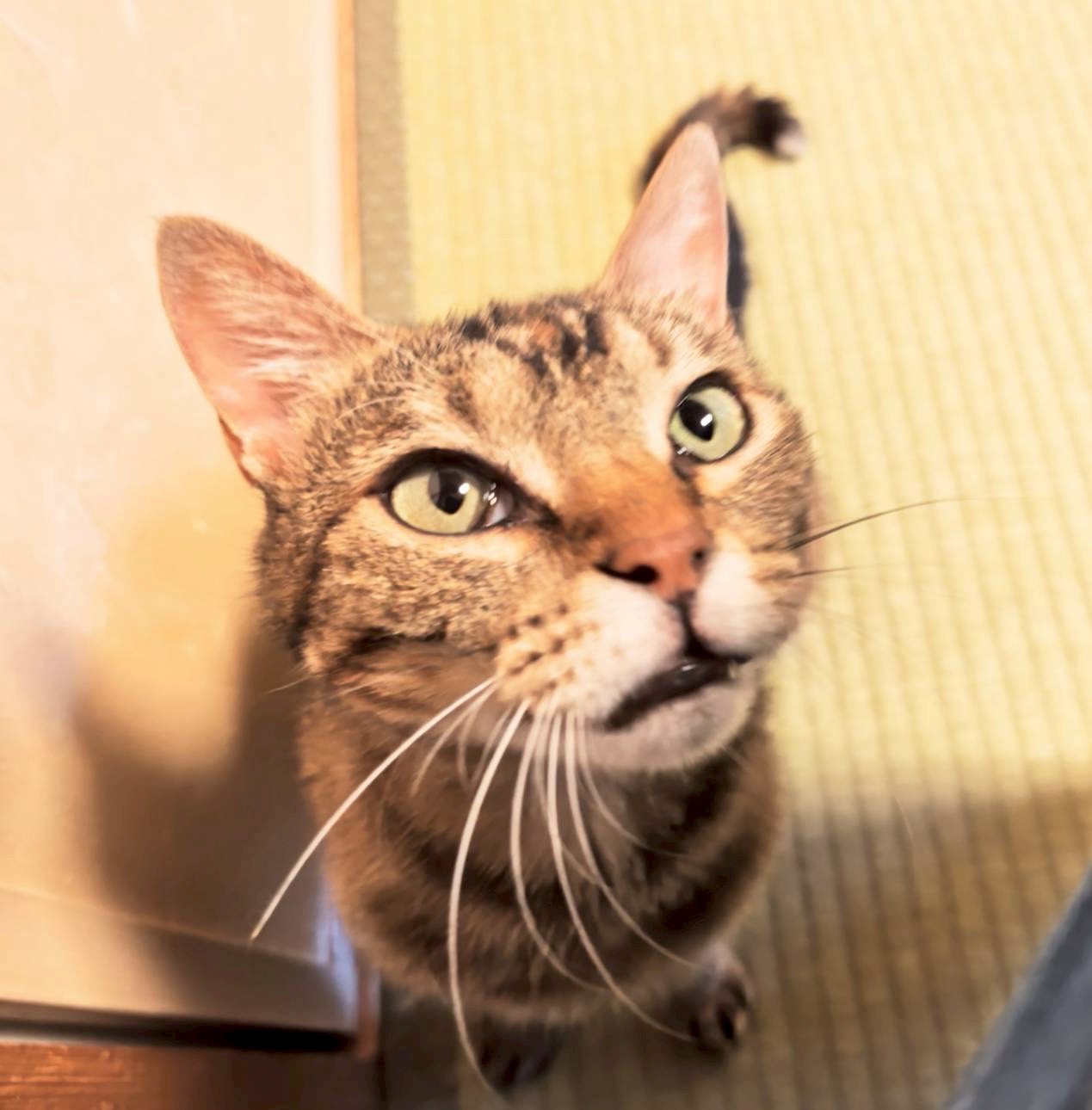 猫種不明
