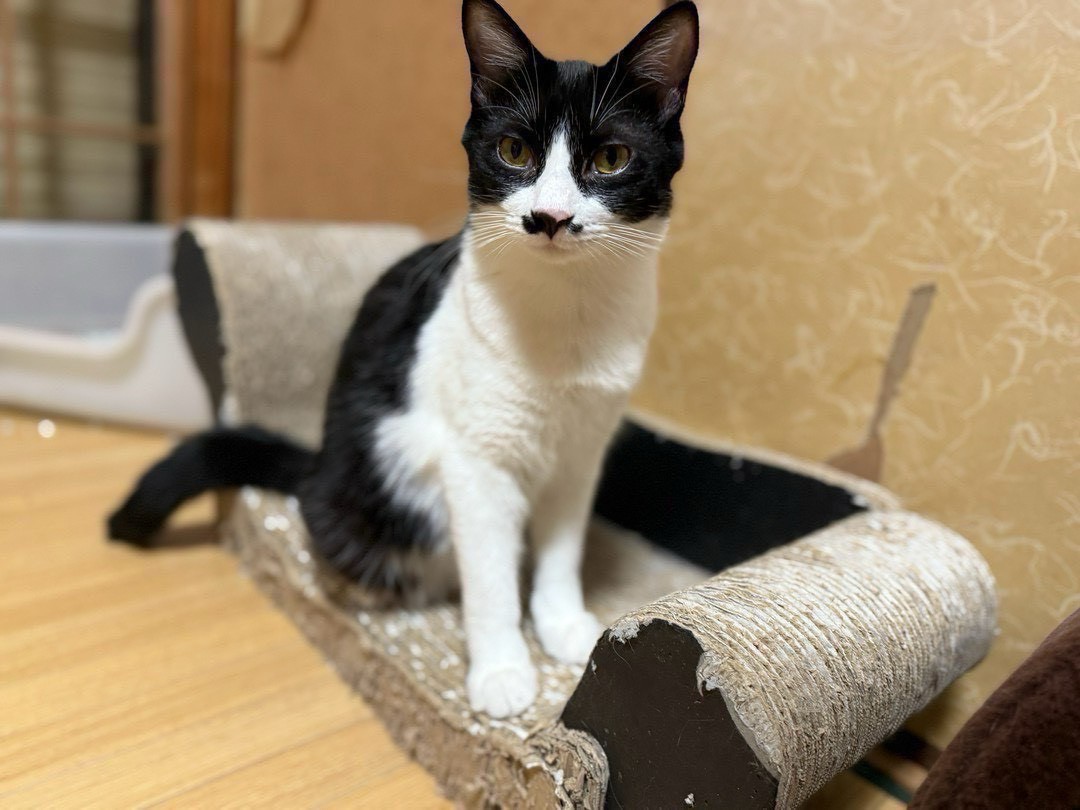 ブチ