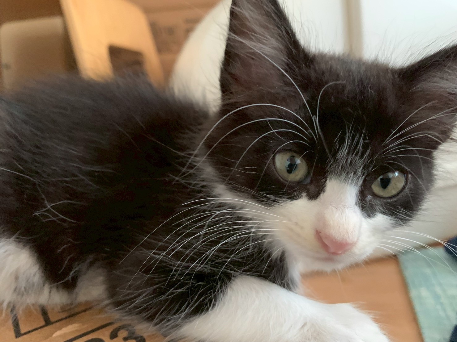 猫種不明