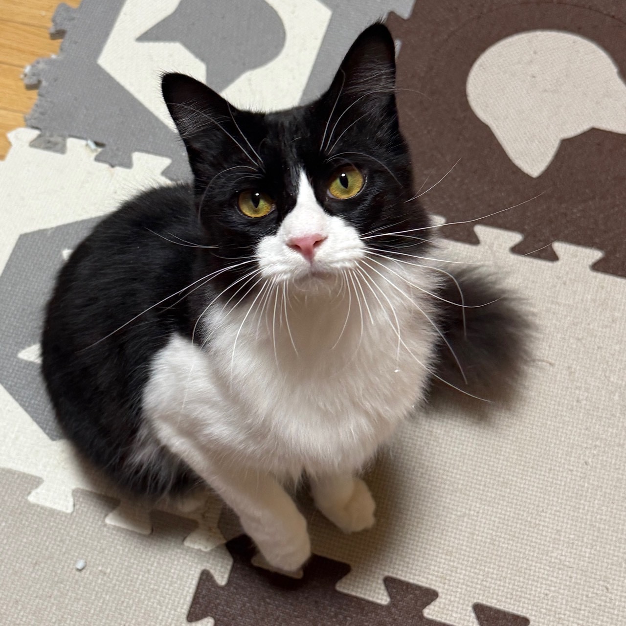 猫種不明