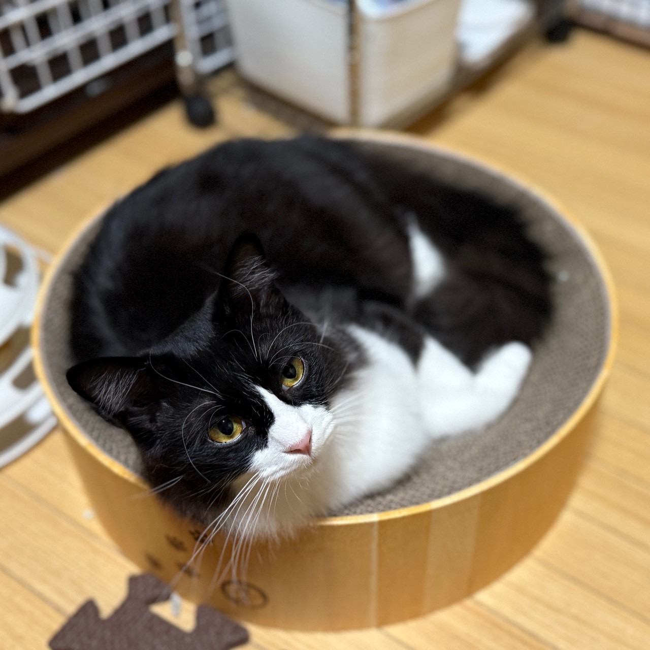 ハチくん