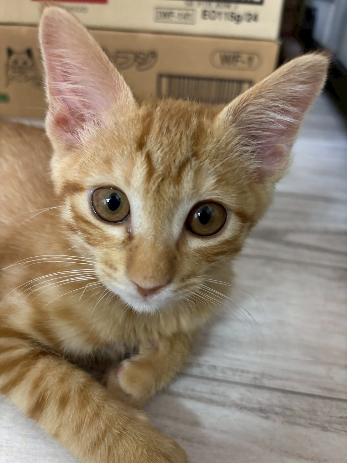 猫種不明