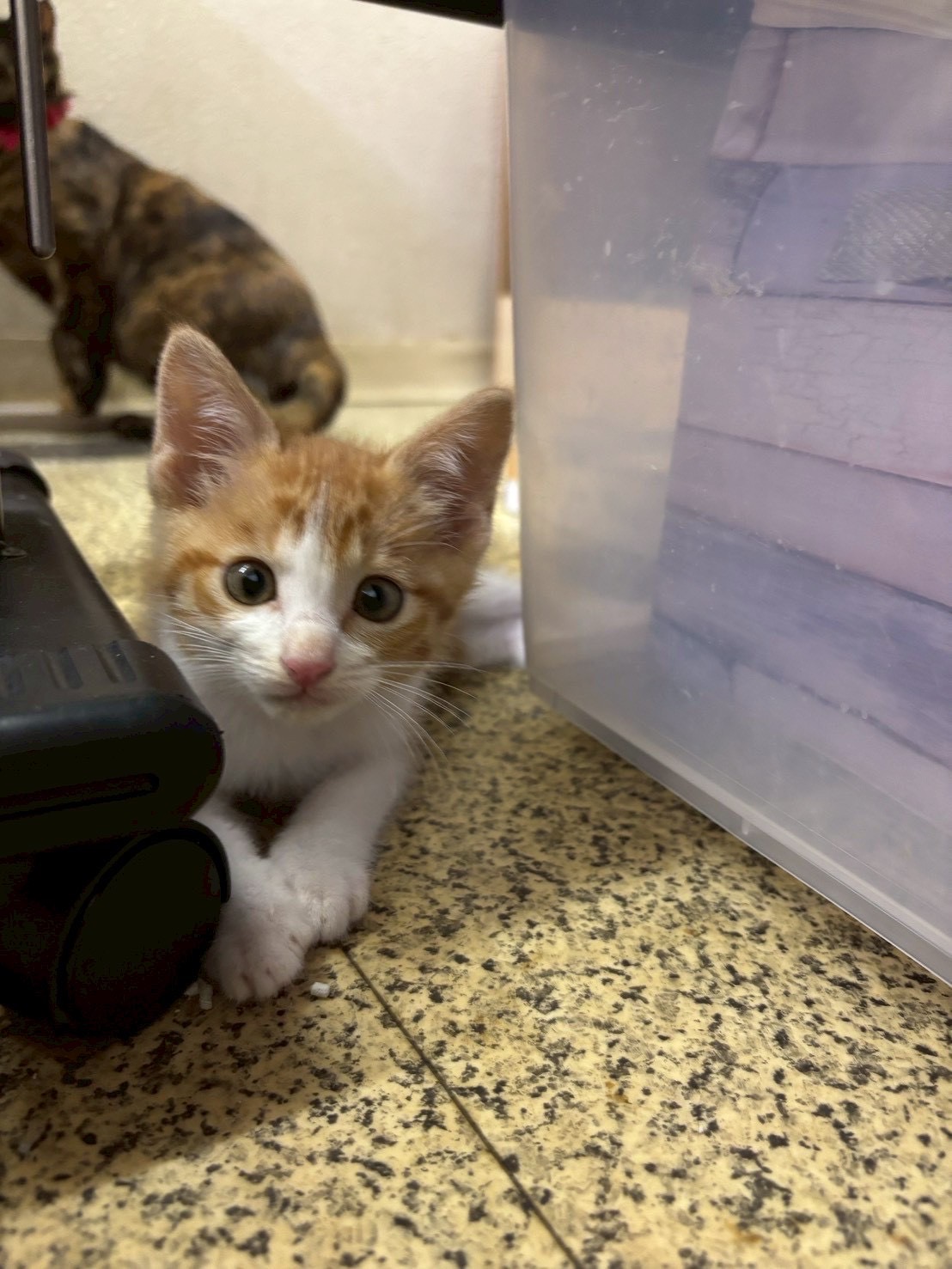 猫種不明