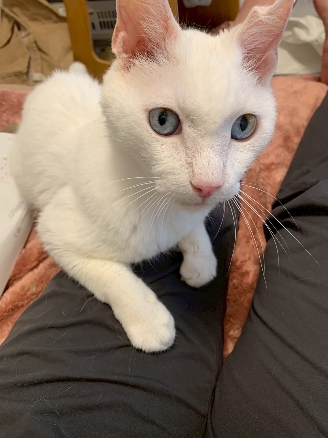 猫種不明