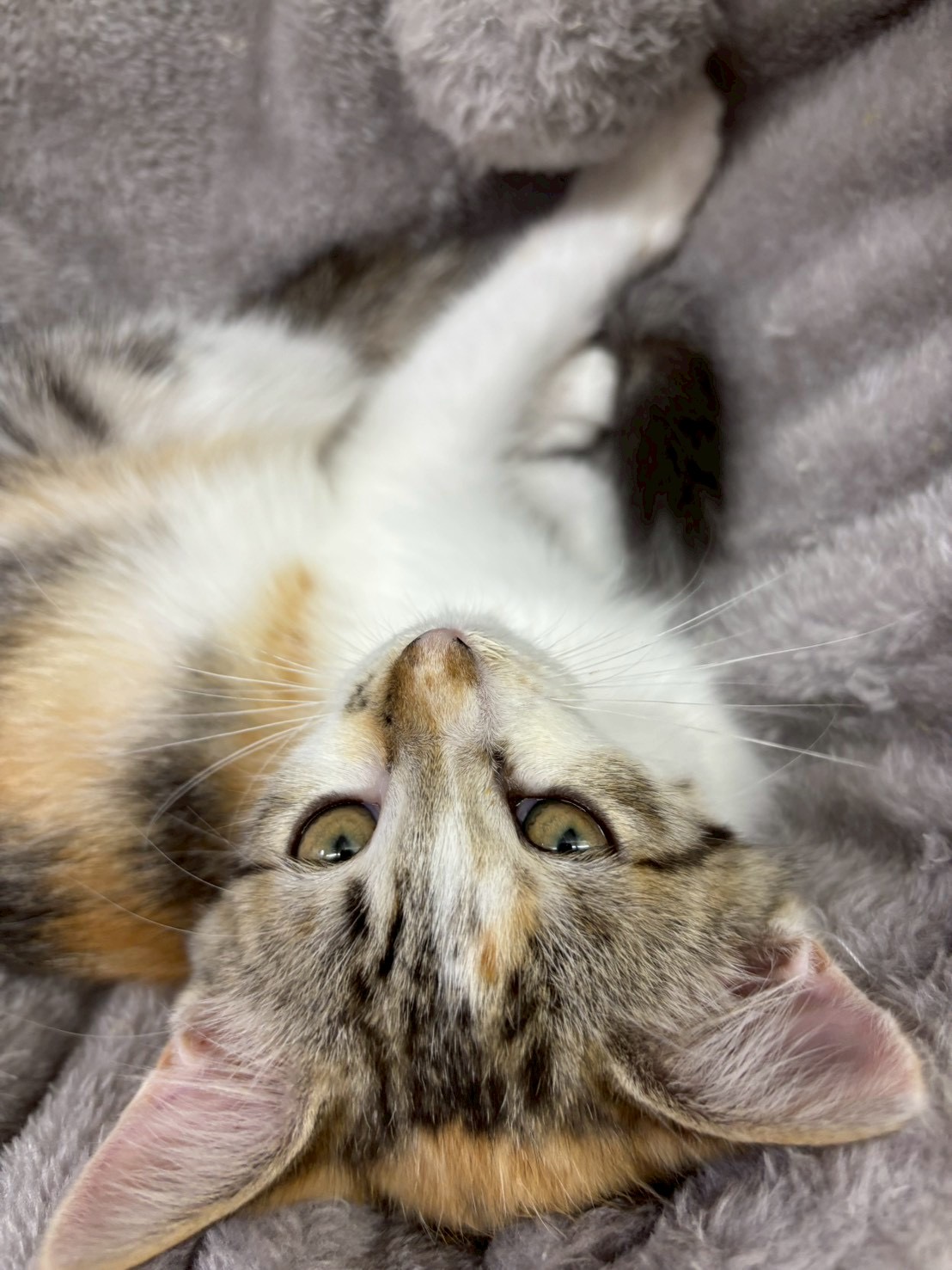 ひよりちゃん