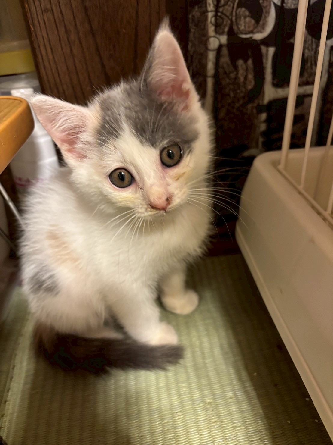 猫種不明
