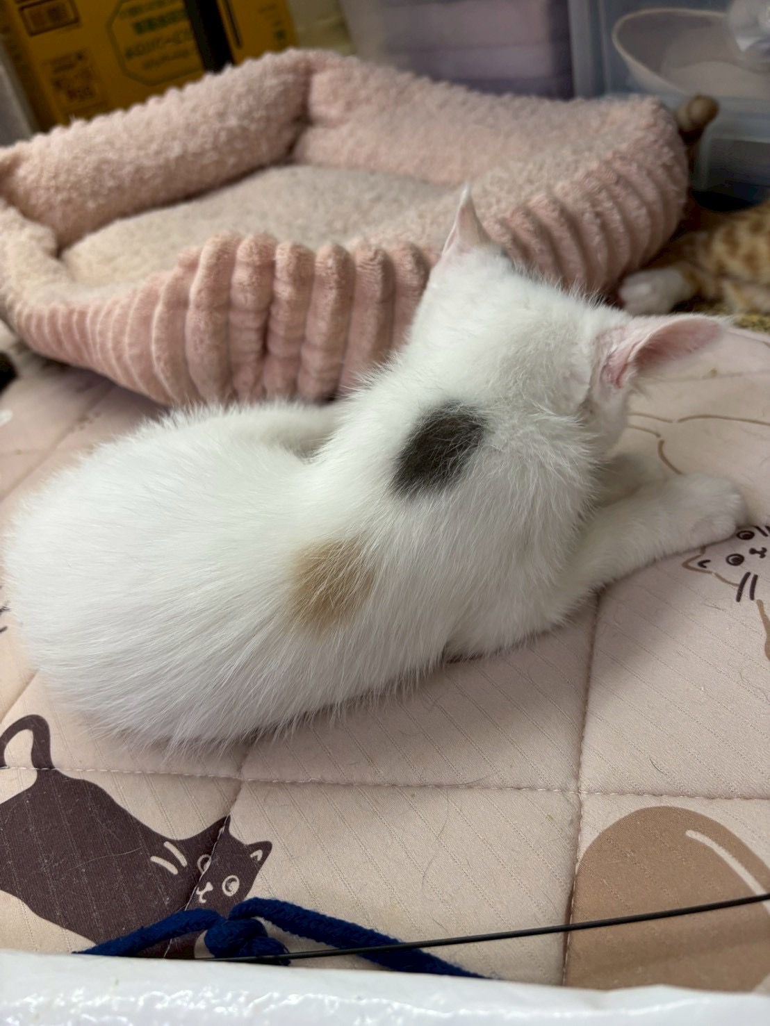 まゆちゃん