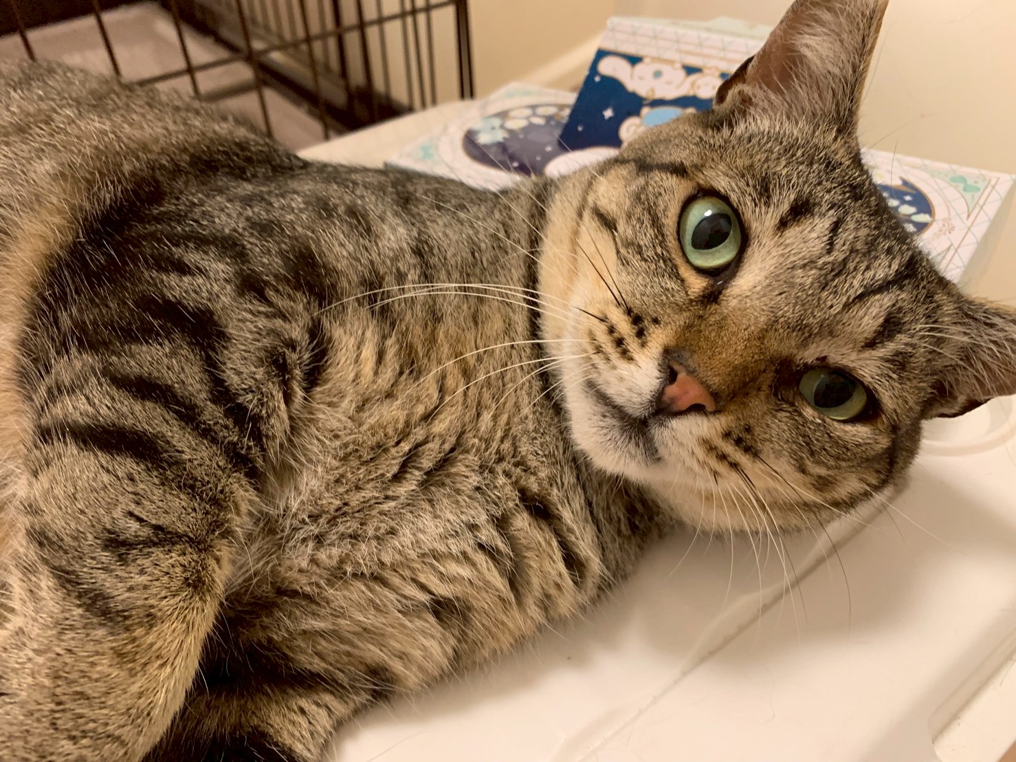 猫種不明
