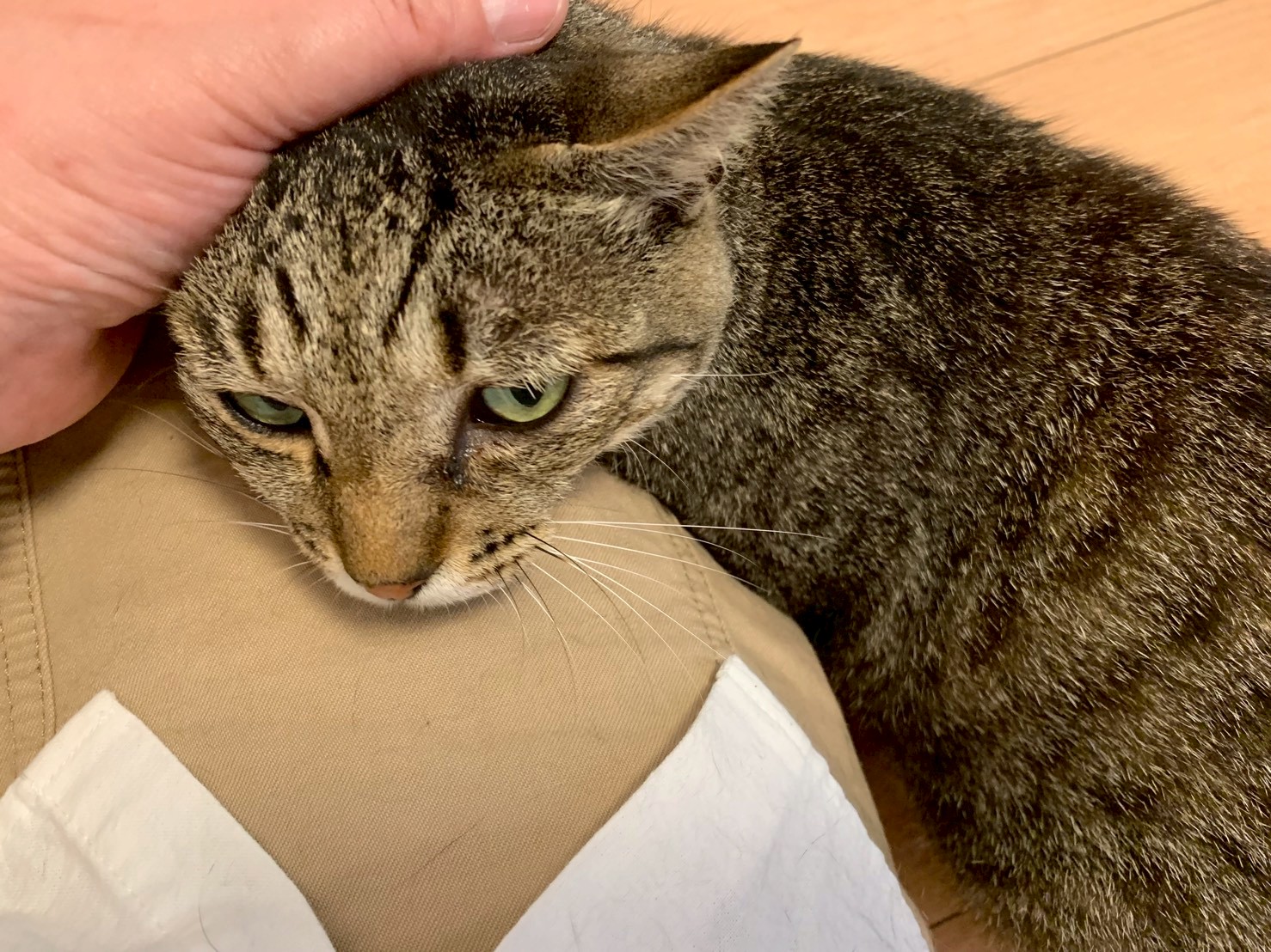 チー