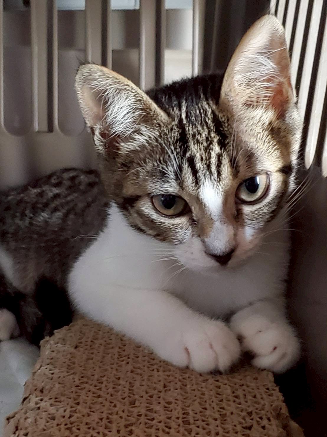 猫種不明