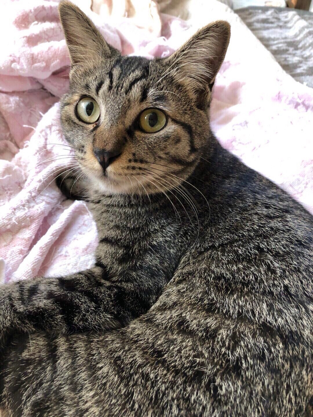猫種不明