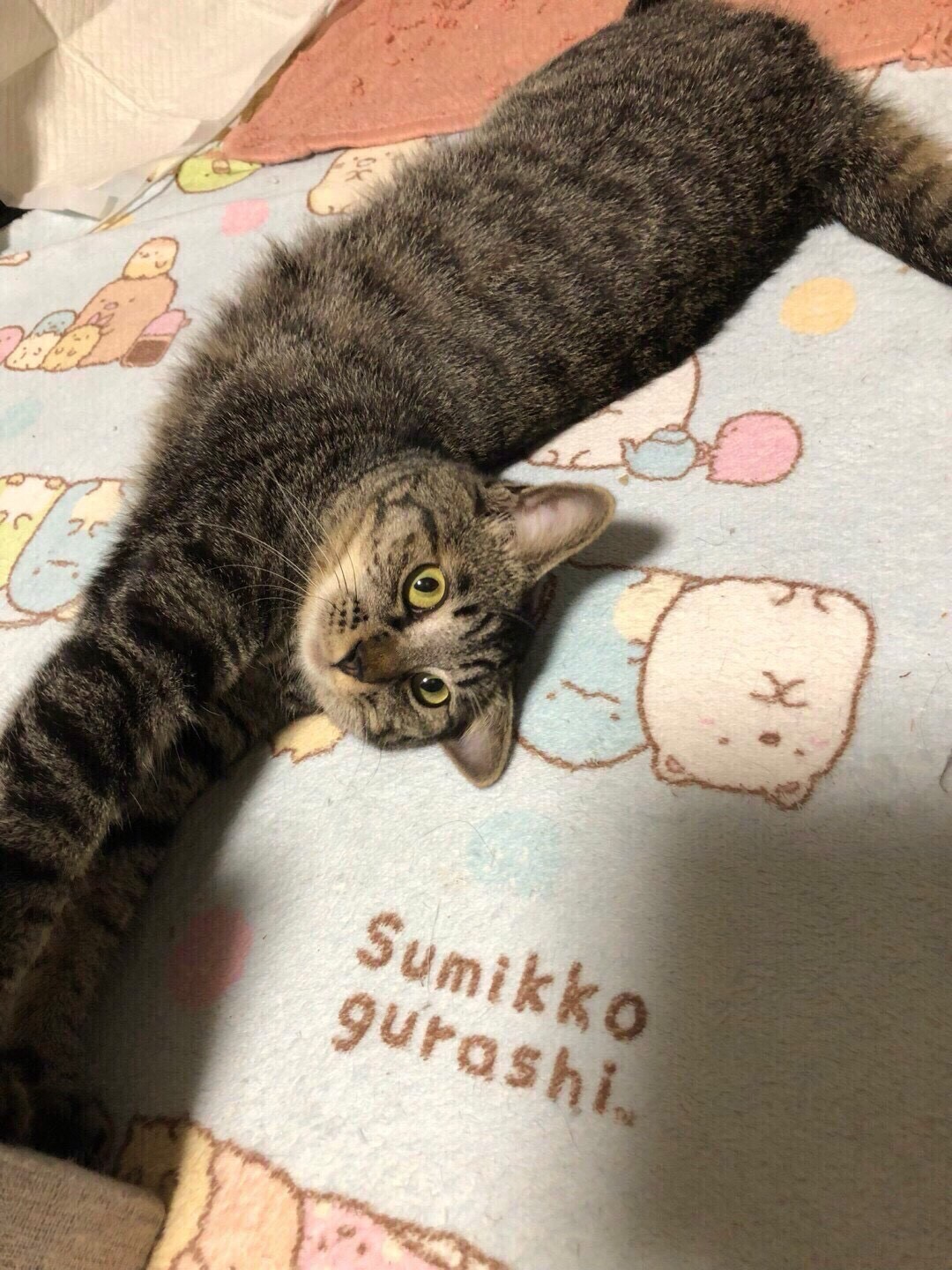 カブちゃん
