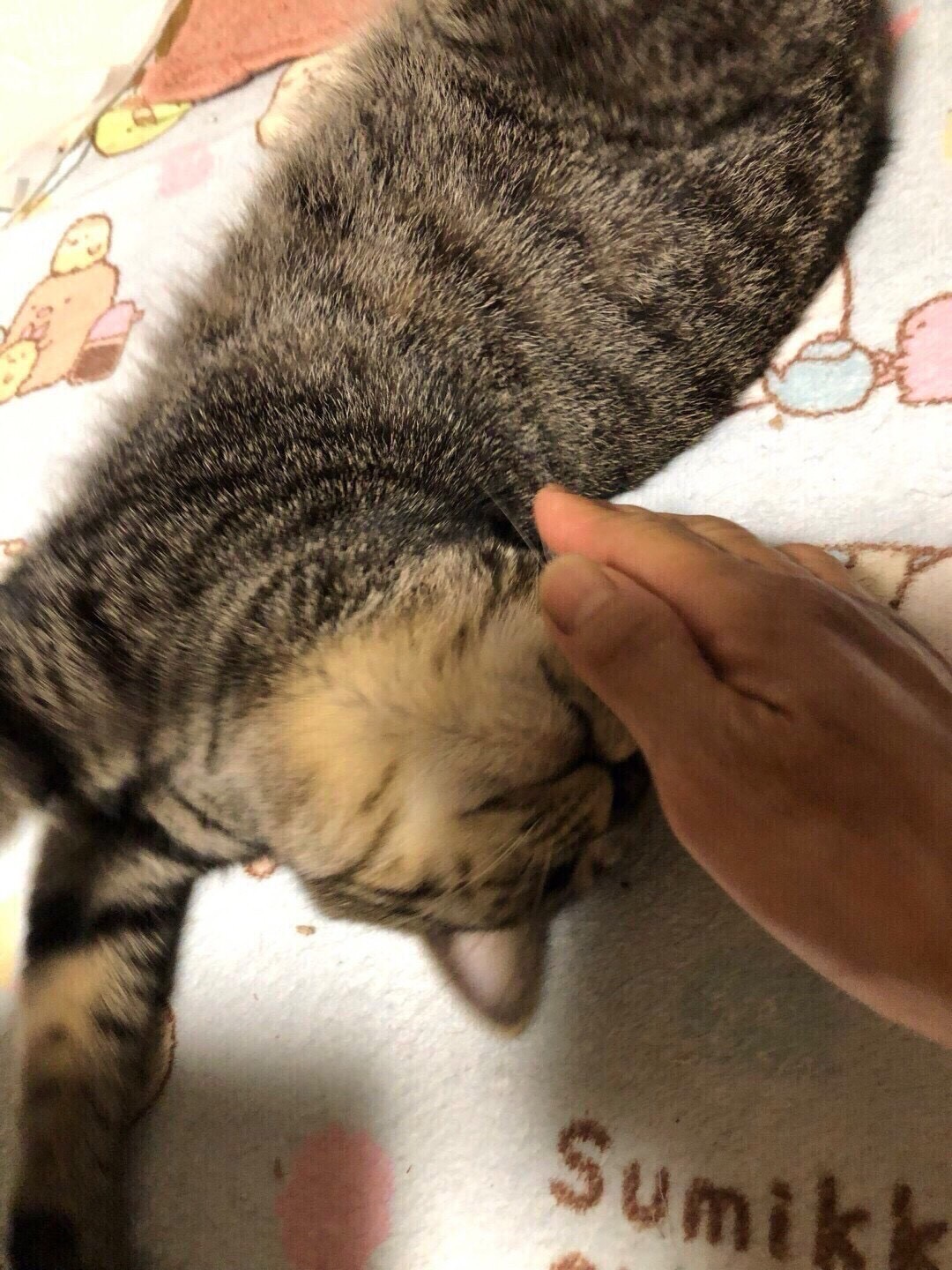 カブちゃん