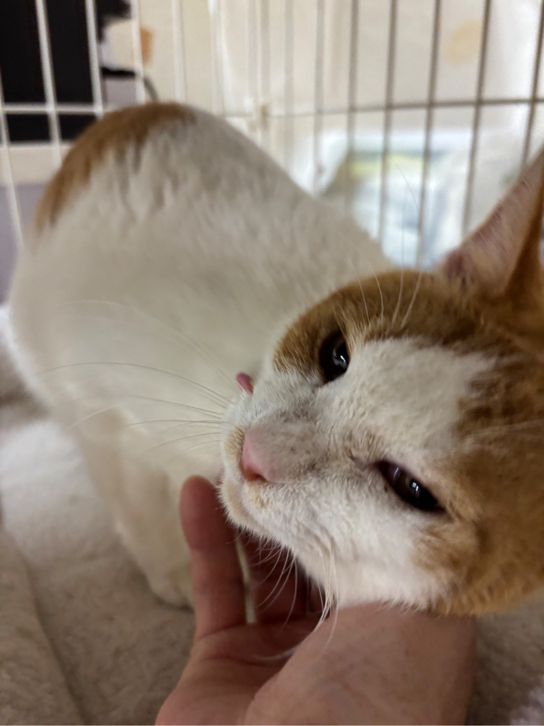猫種不明