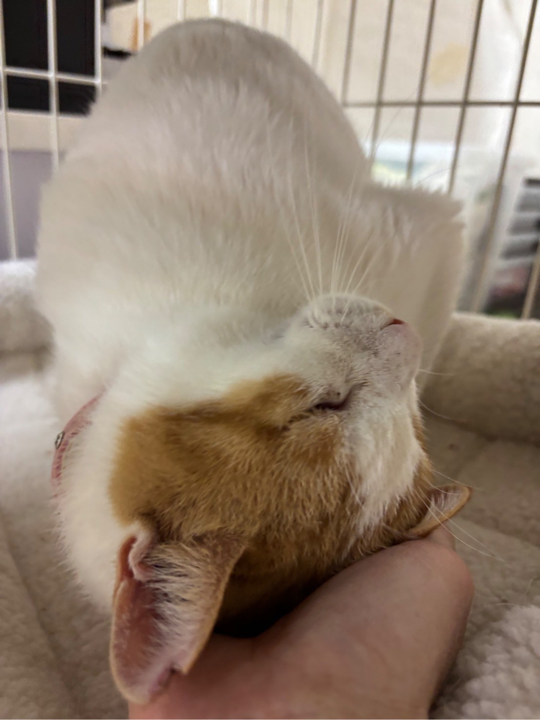 シロ