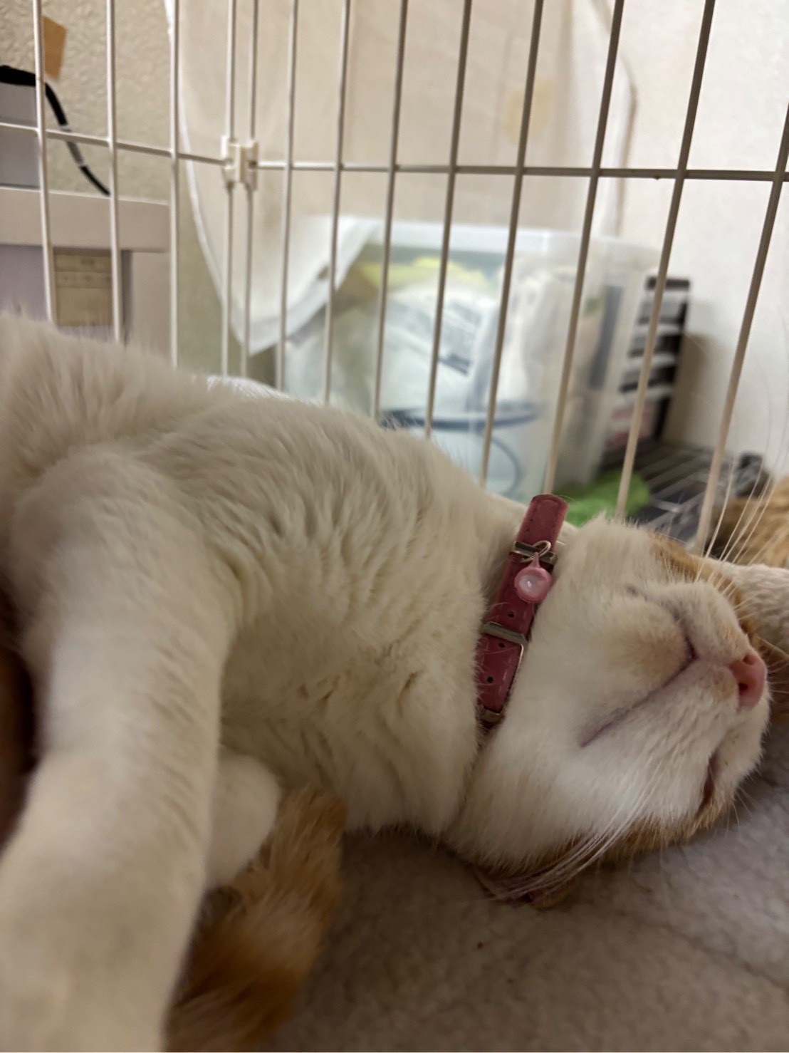 シロ