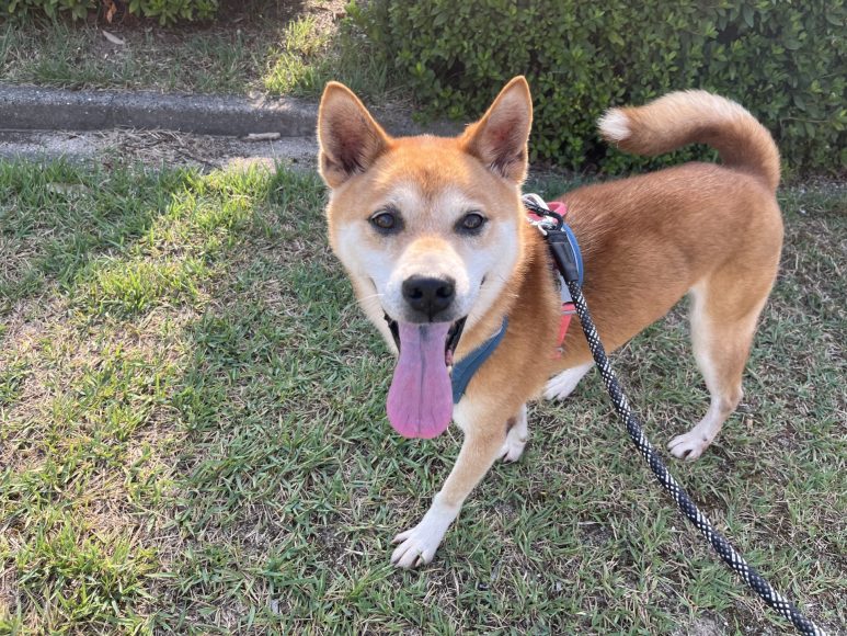 犬種不明
