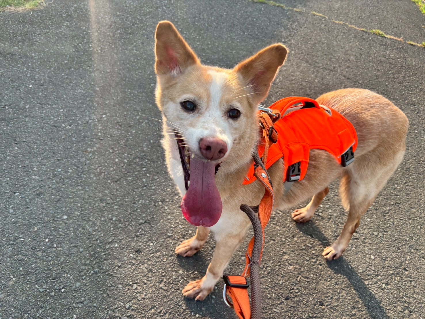 犬種不明
