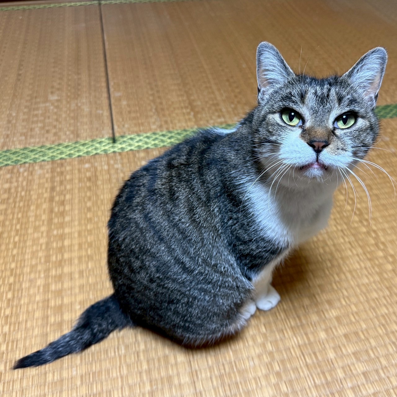 猫種不明