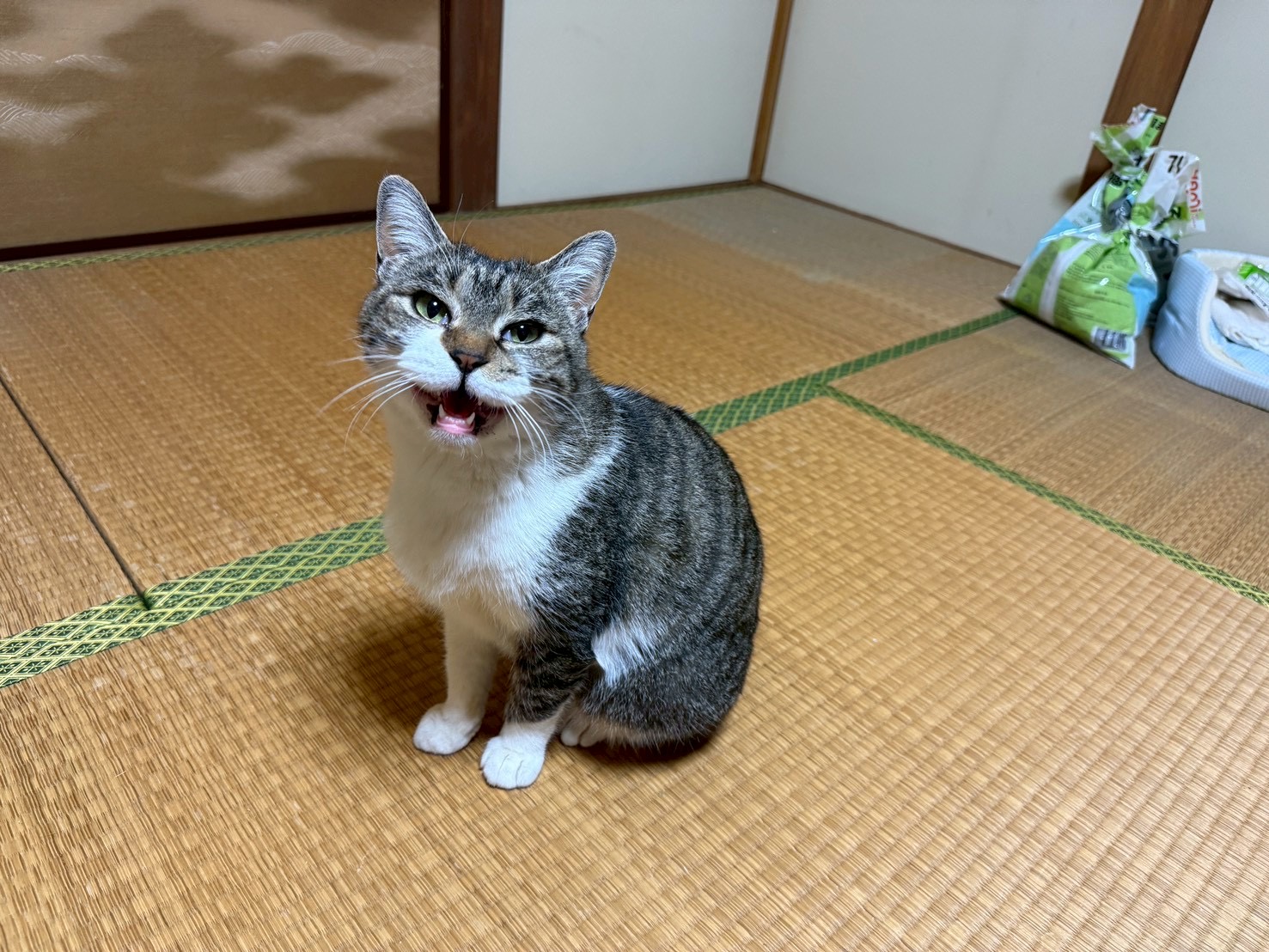 ぐーにゃんちゃん