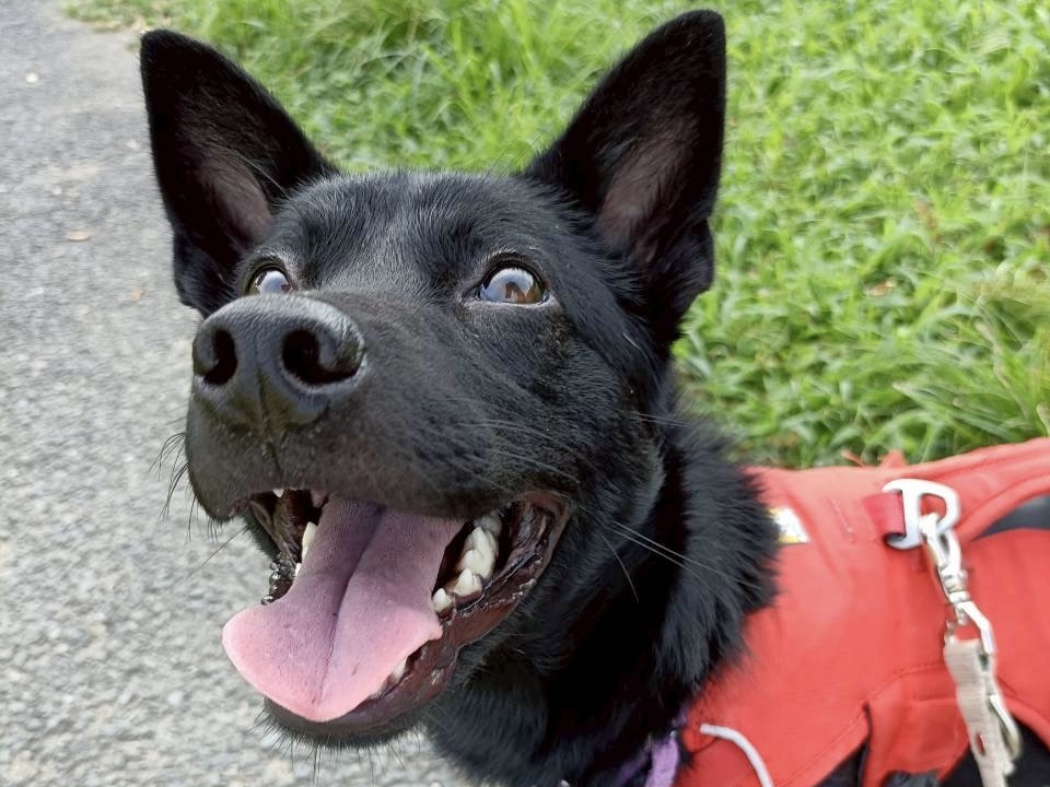 犬種不明