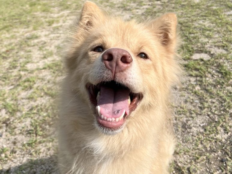 犬種不明