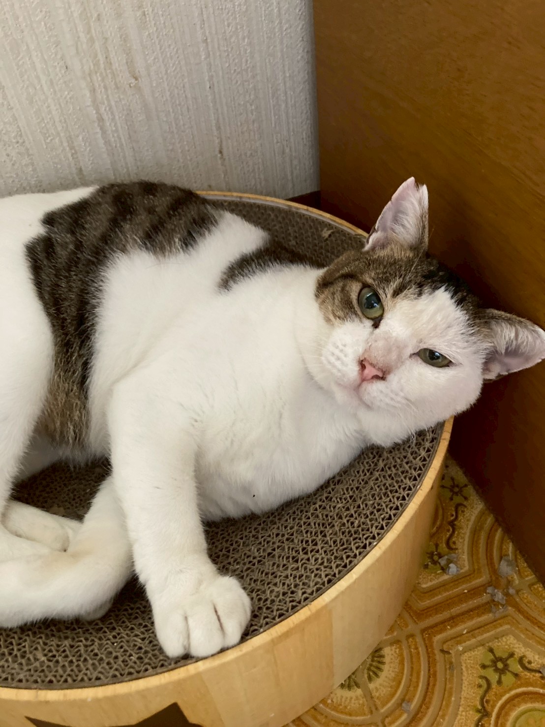 チャーリーくん