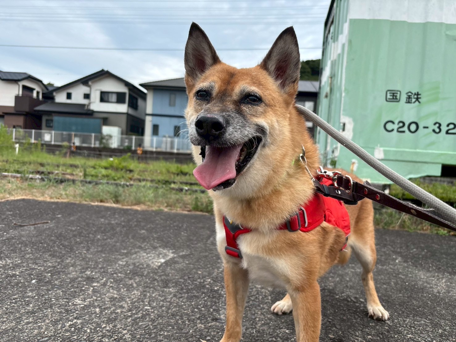 犬種不明