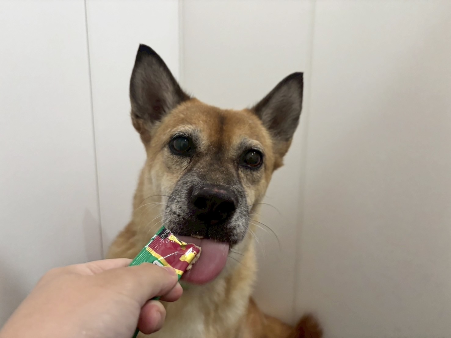 パグー