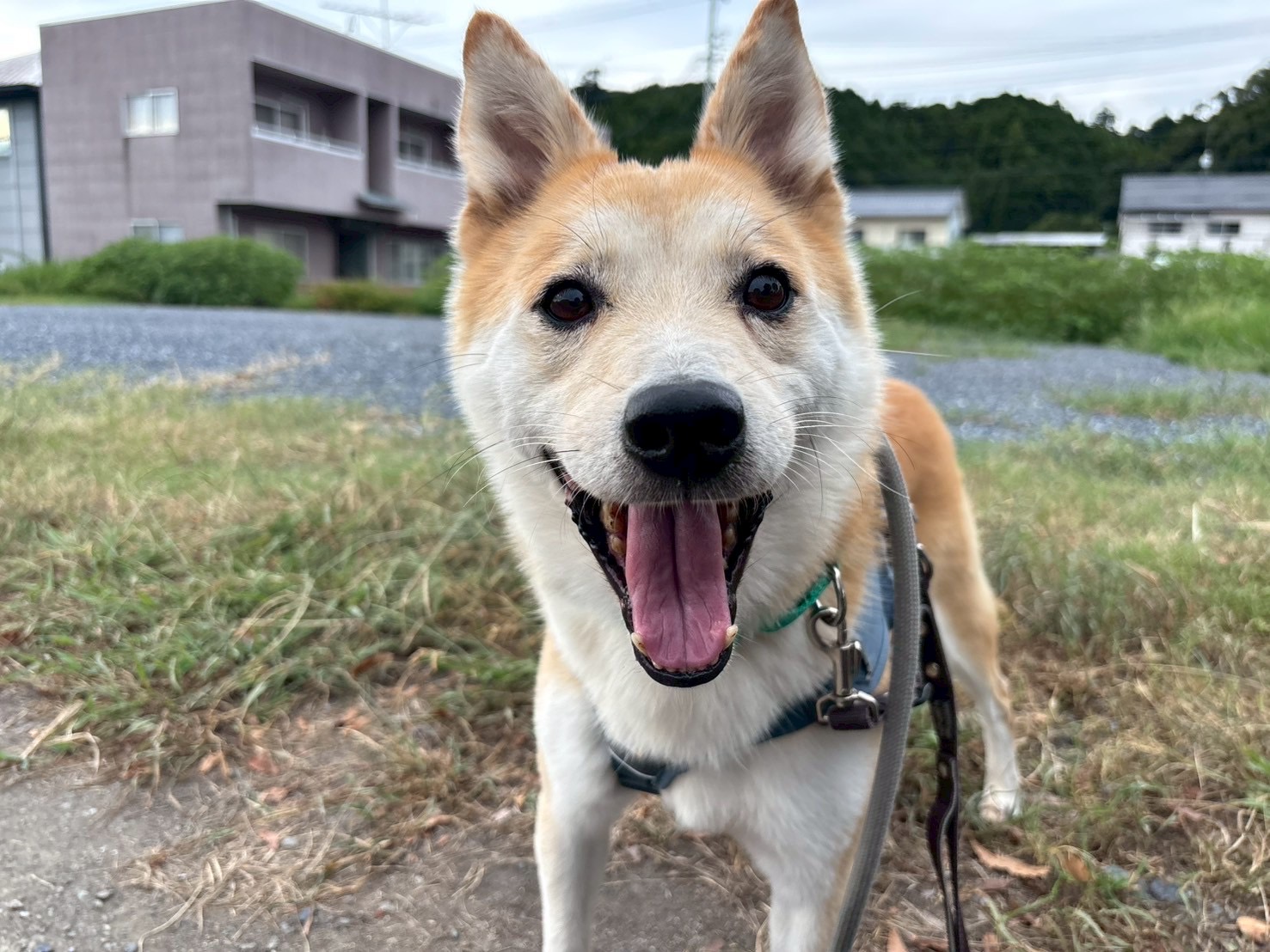 犬種不明