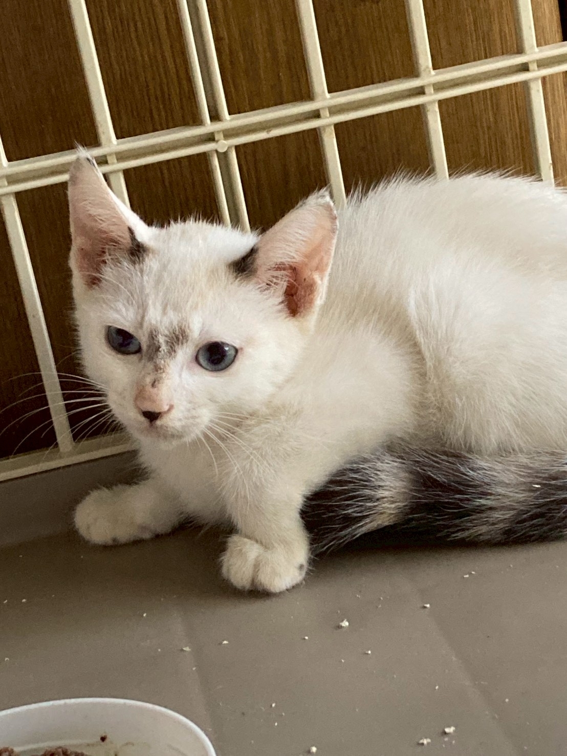 猫種不明