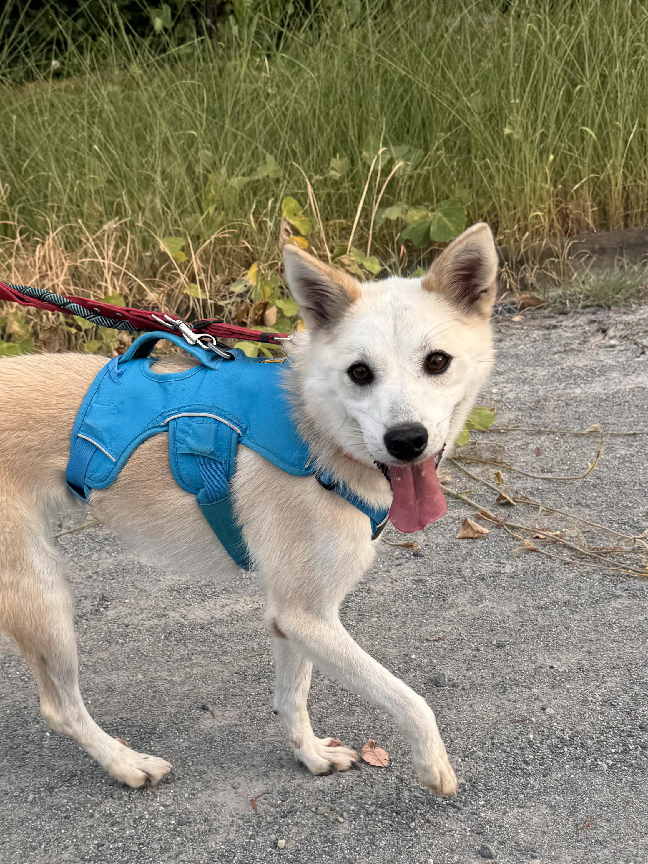 犬種不明
