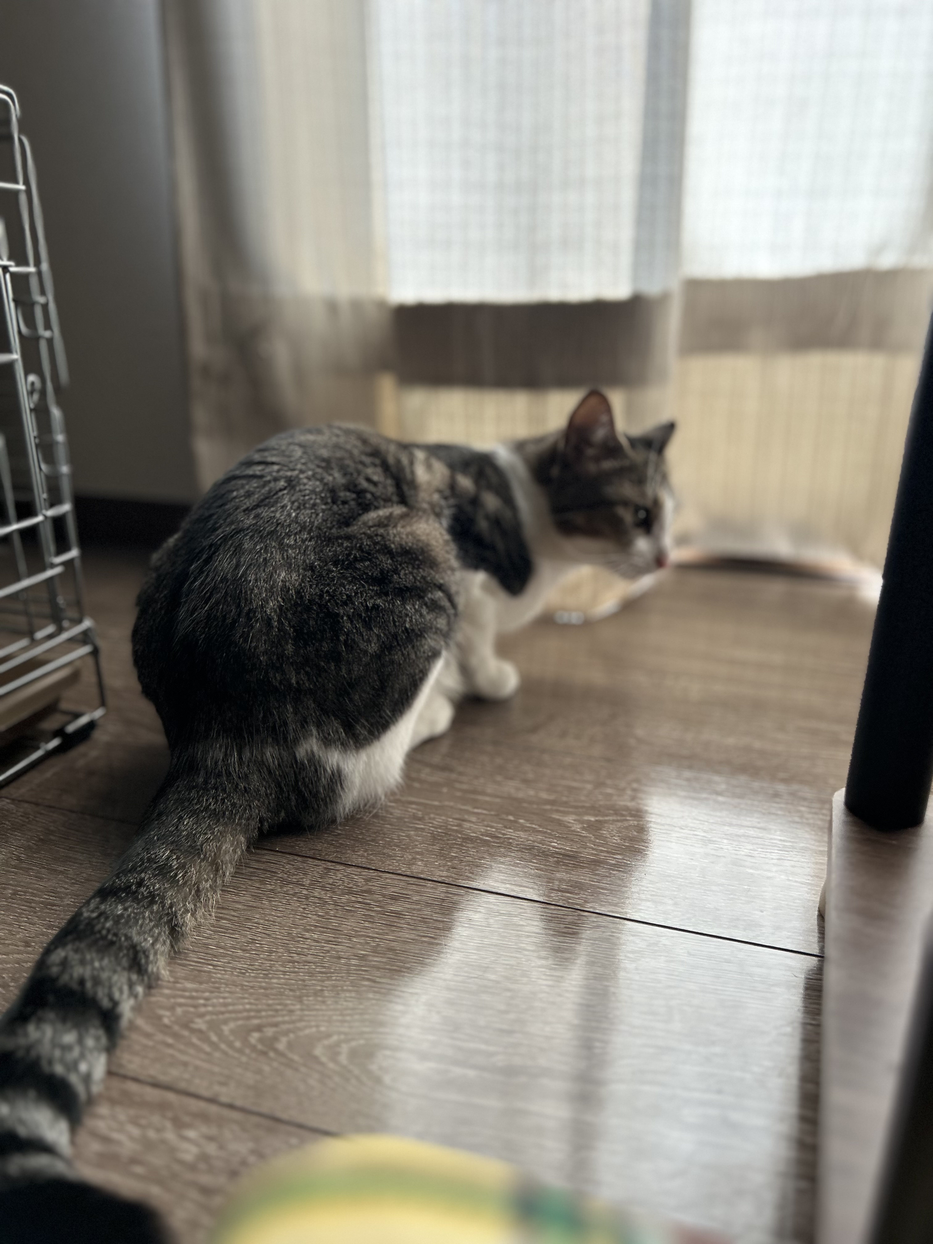 みほ