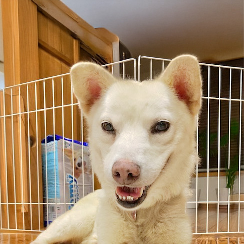 犬種不明
