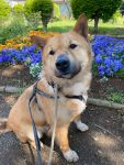 犬種不明