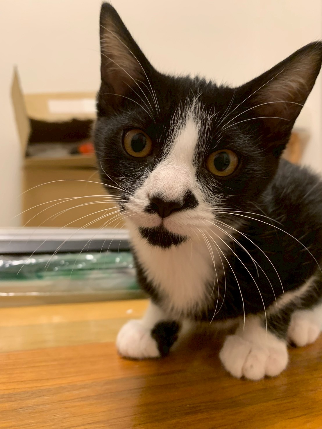 猫種不明