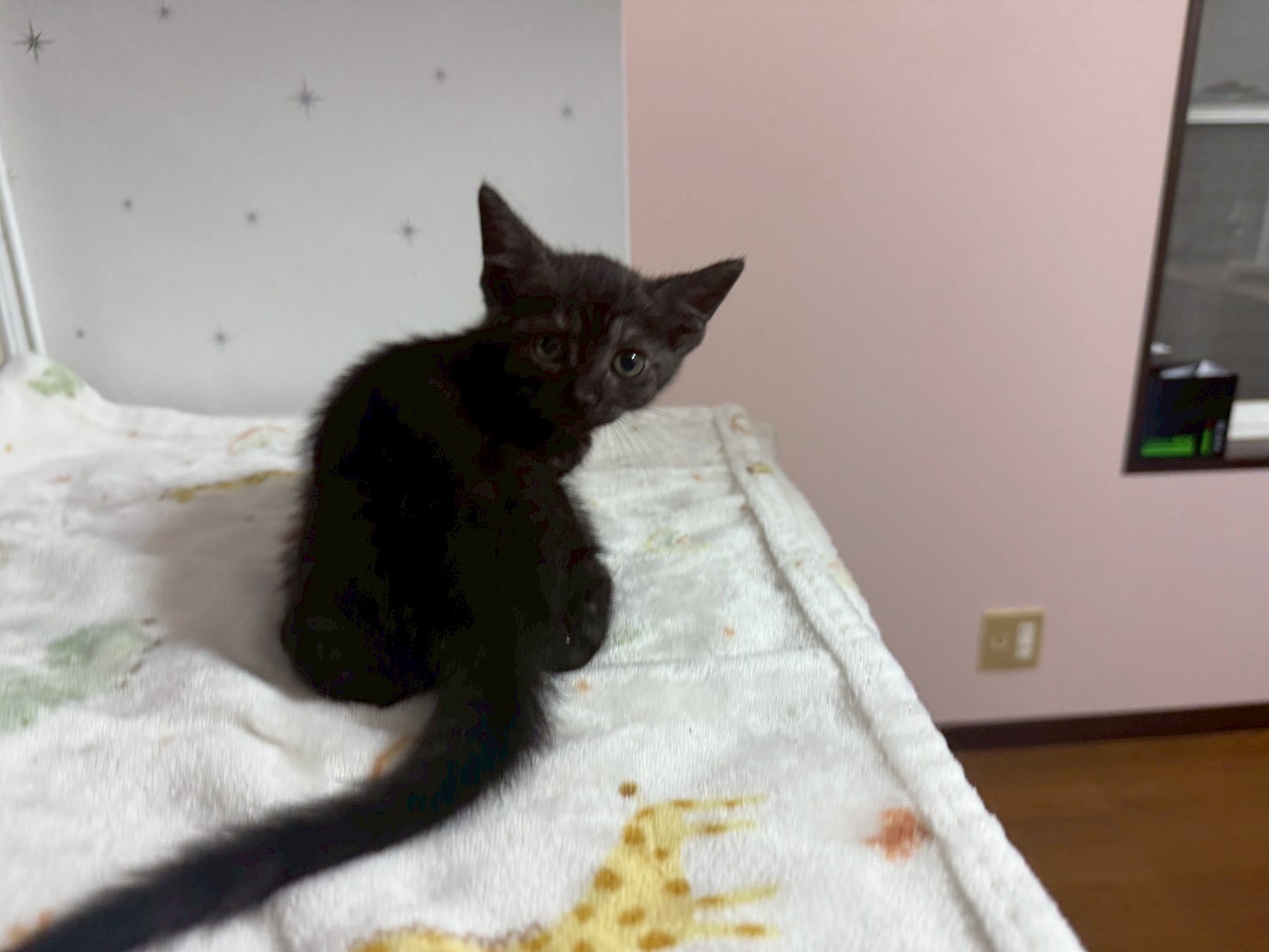 猫種不明