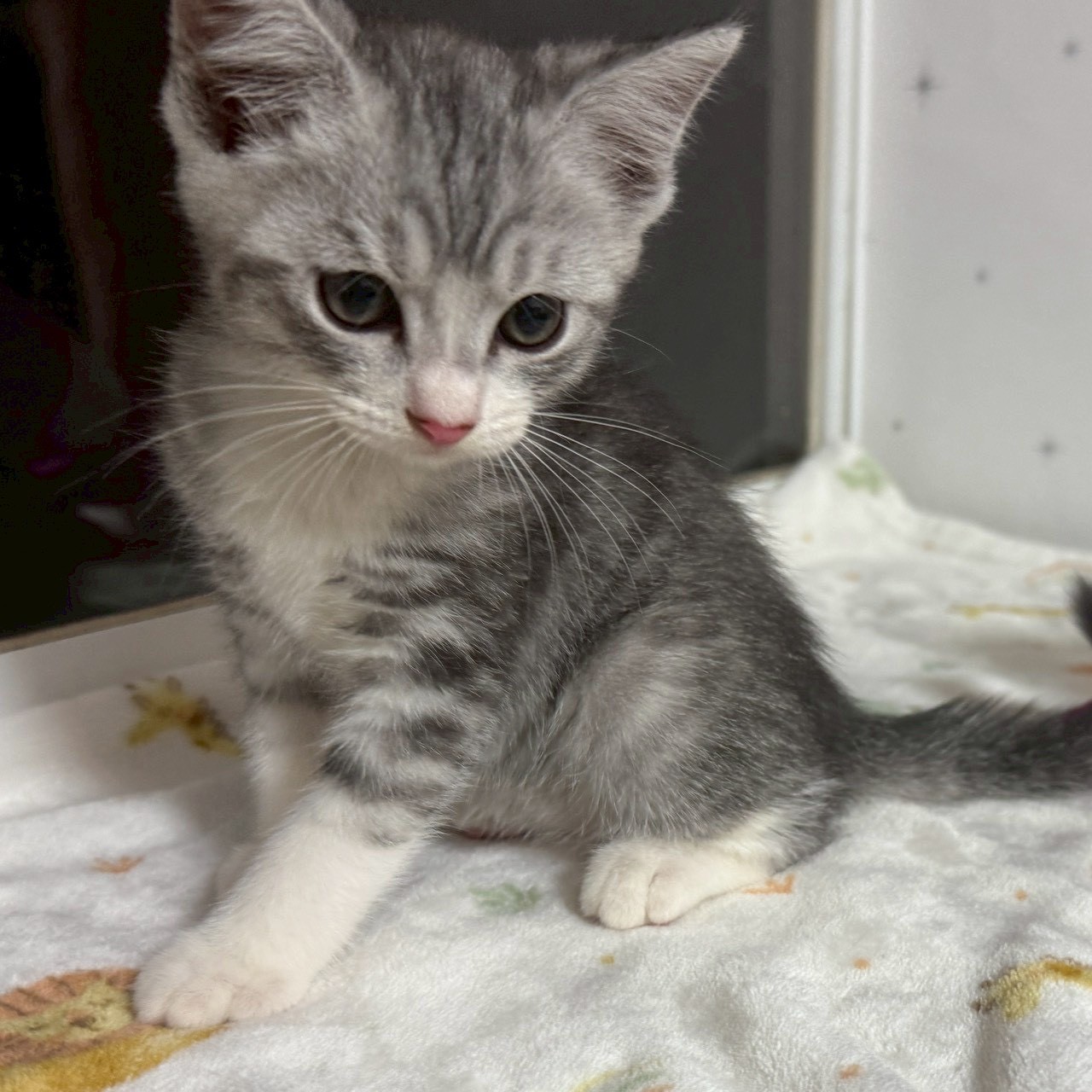 猫種不明