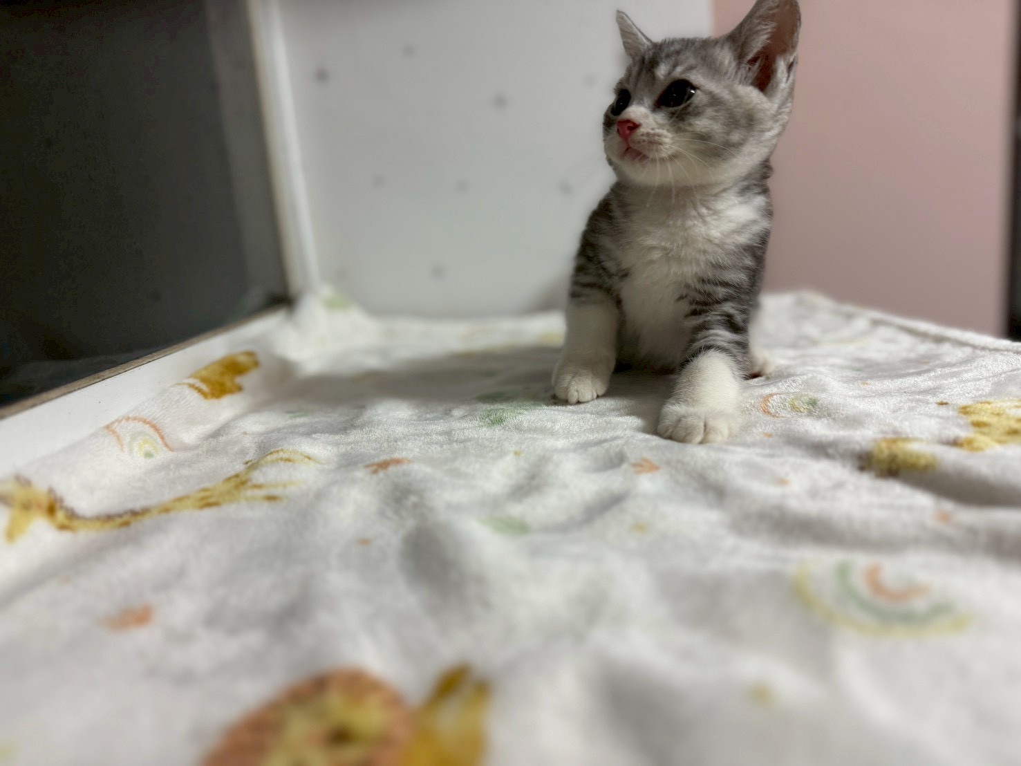 みどりくん