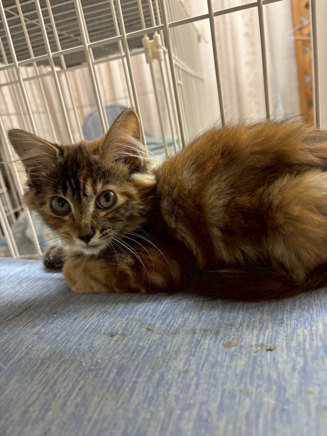 猫種不明