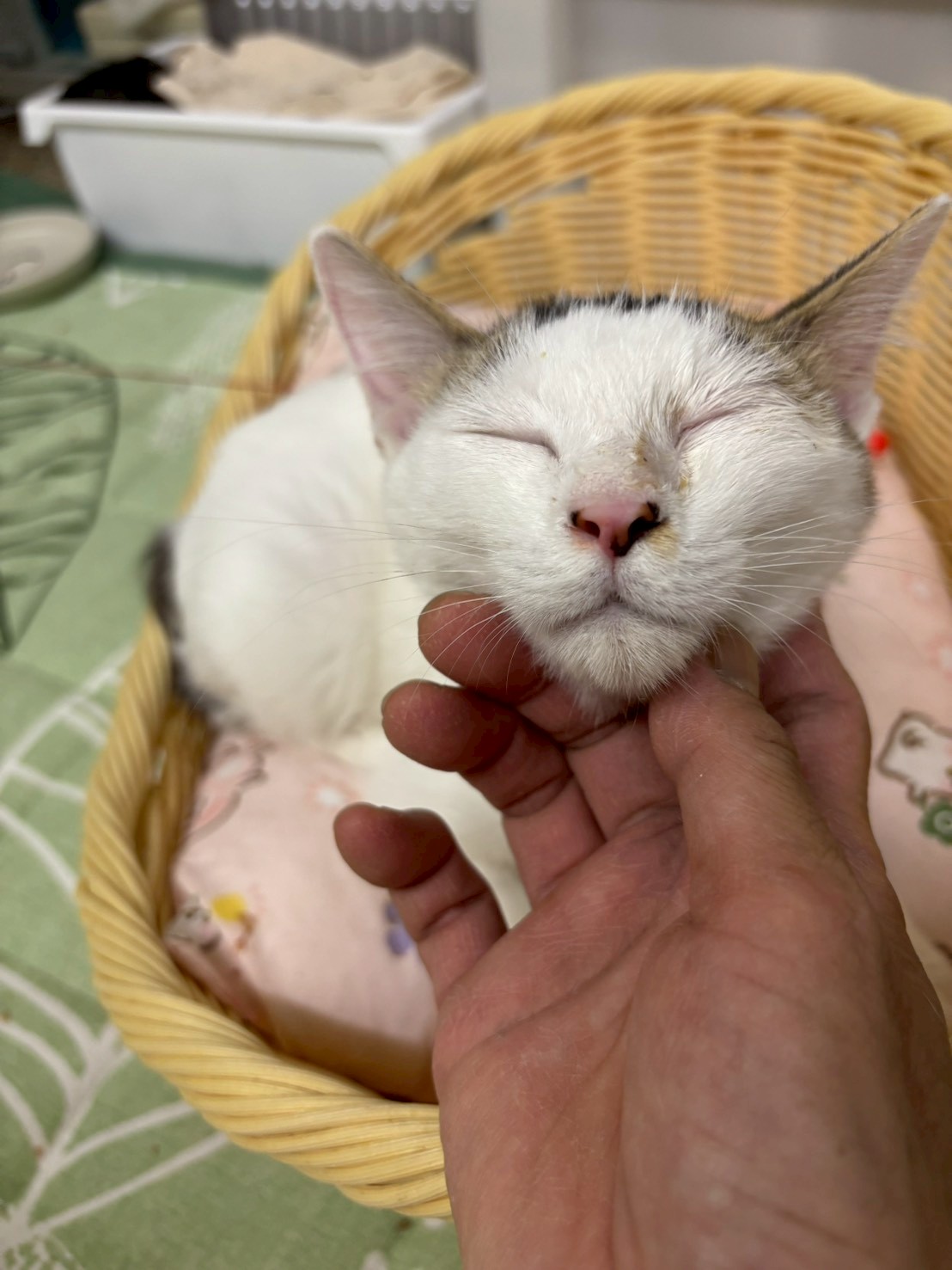 猫種不明
