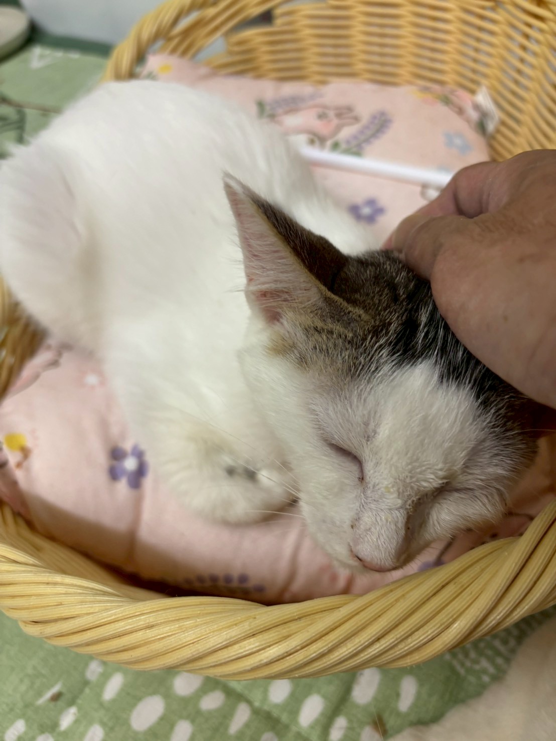 ノアちゃん