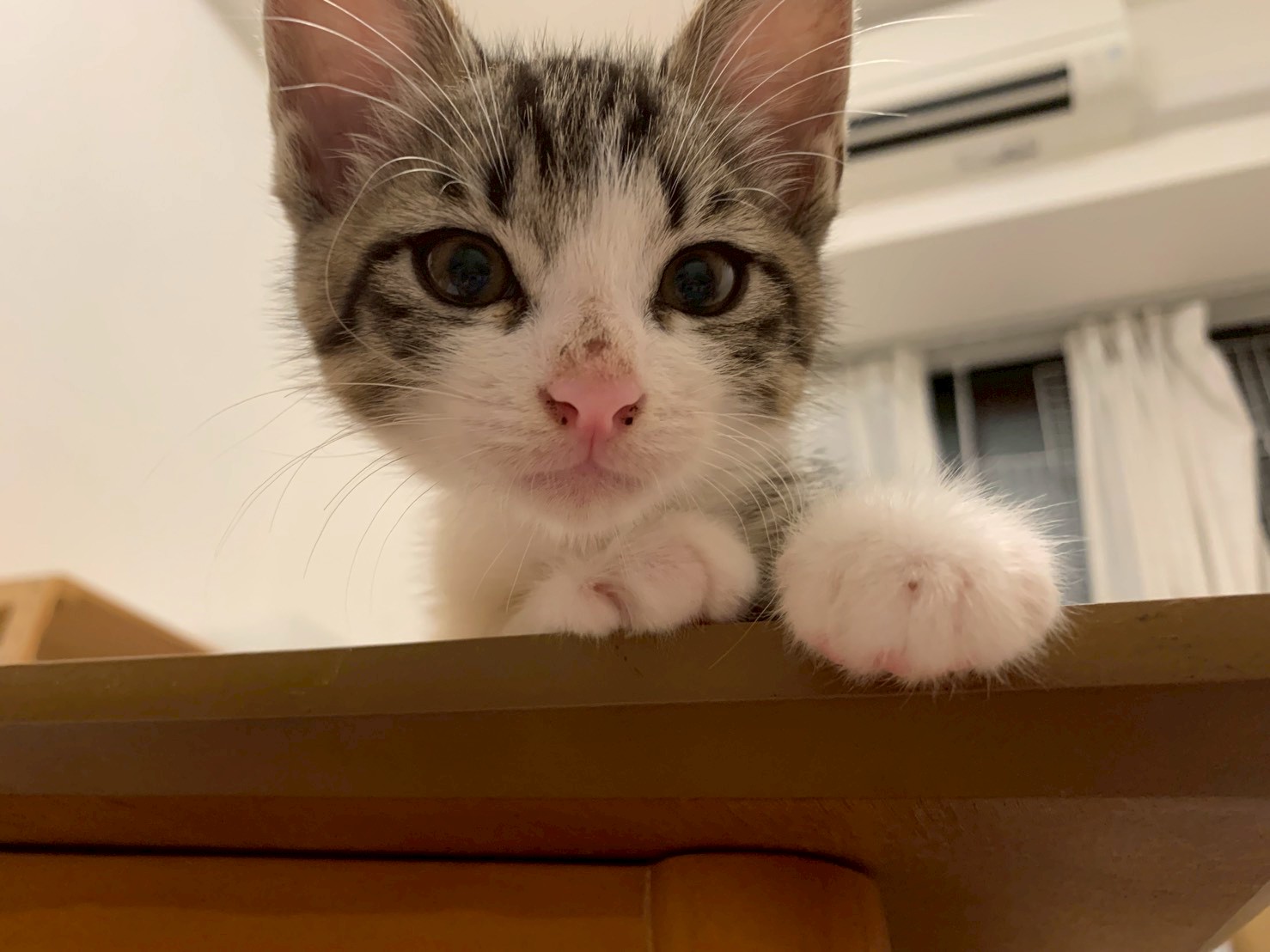 猫種不明