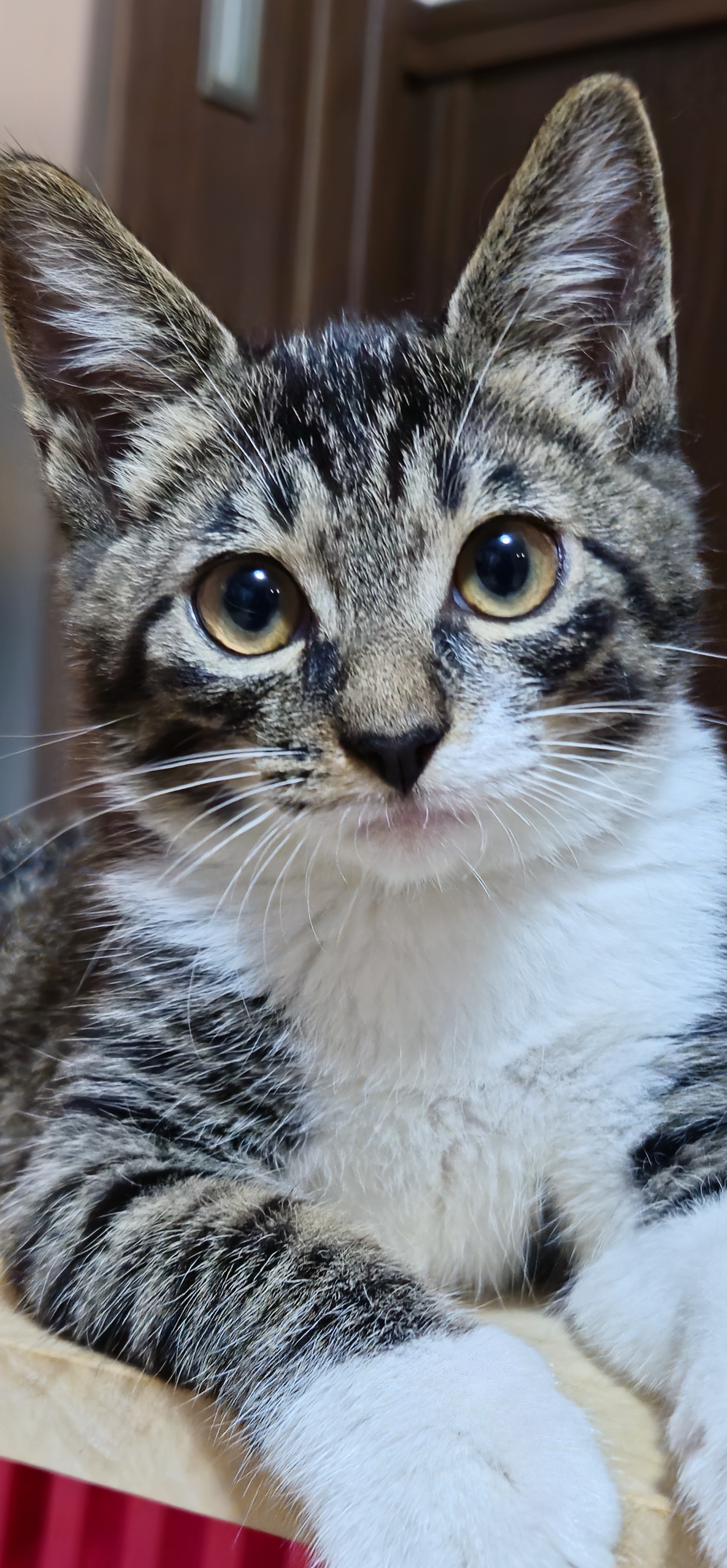 ミックス猫