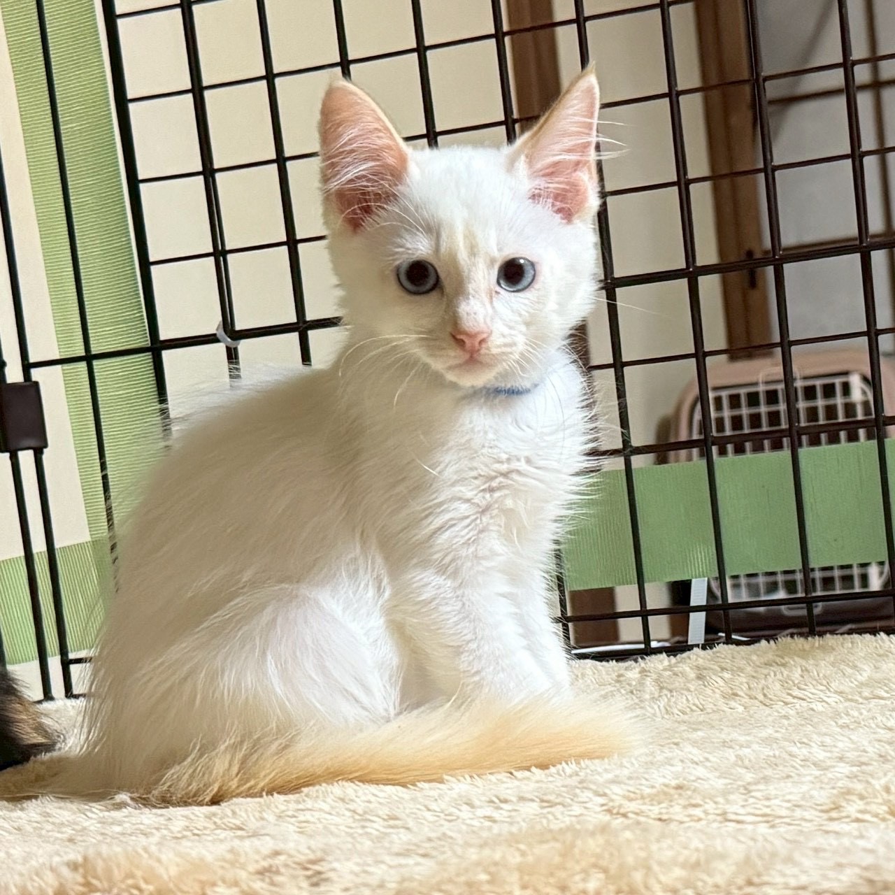 猫種不明