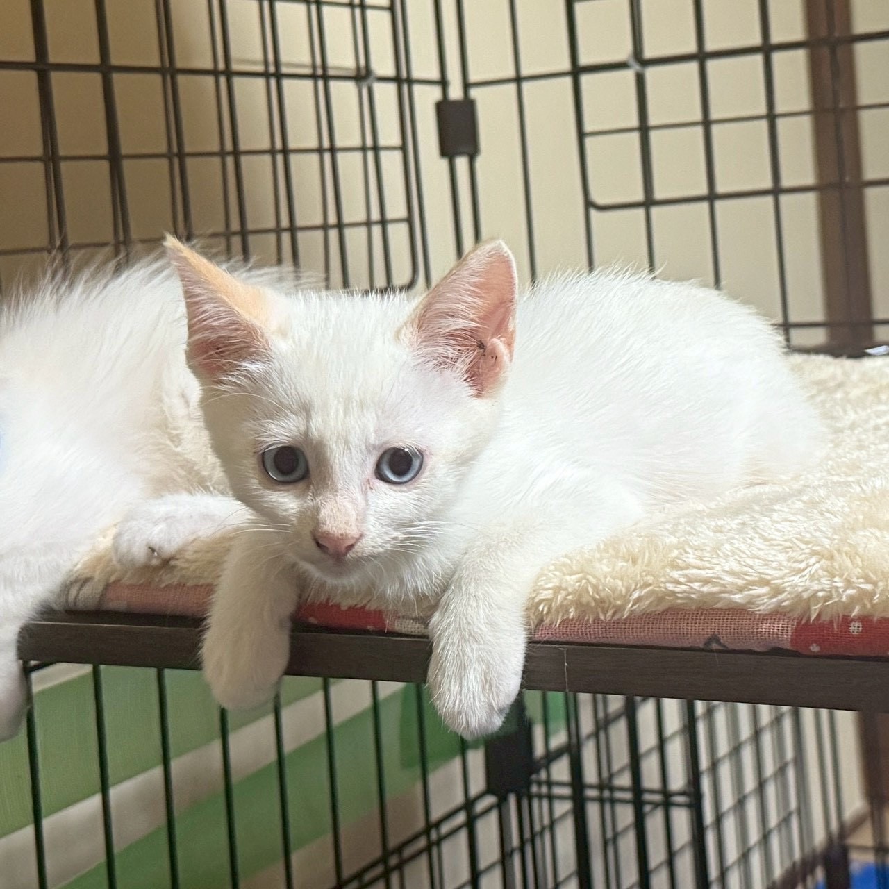 猫種不明