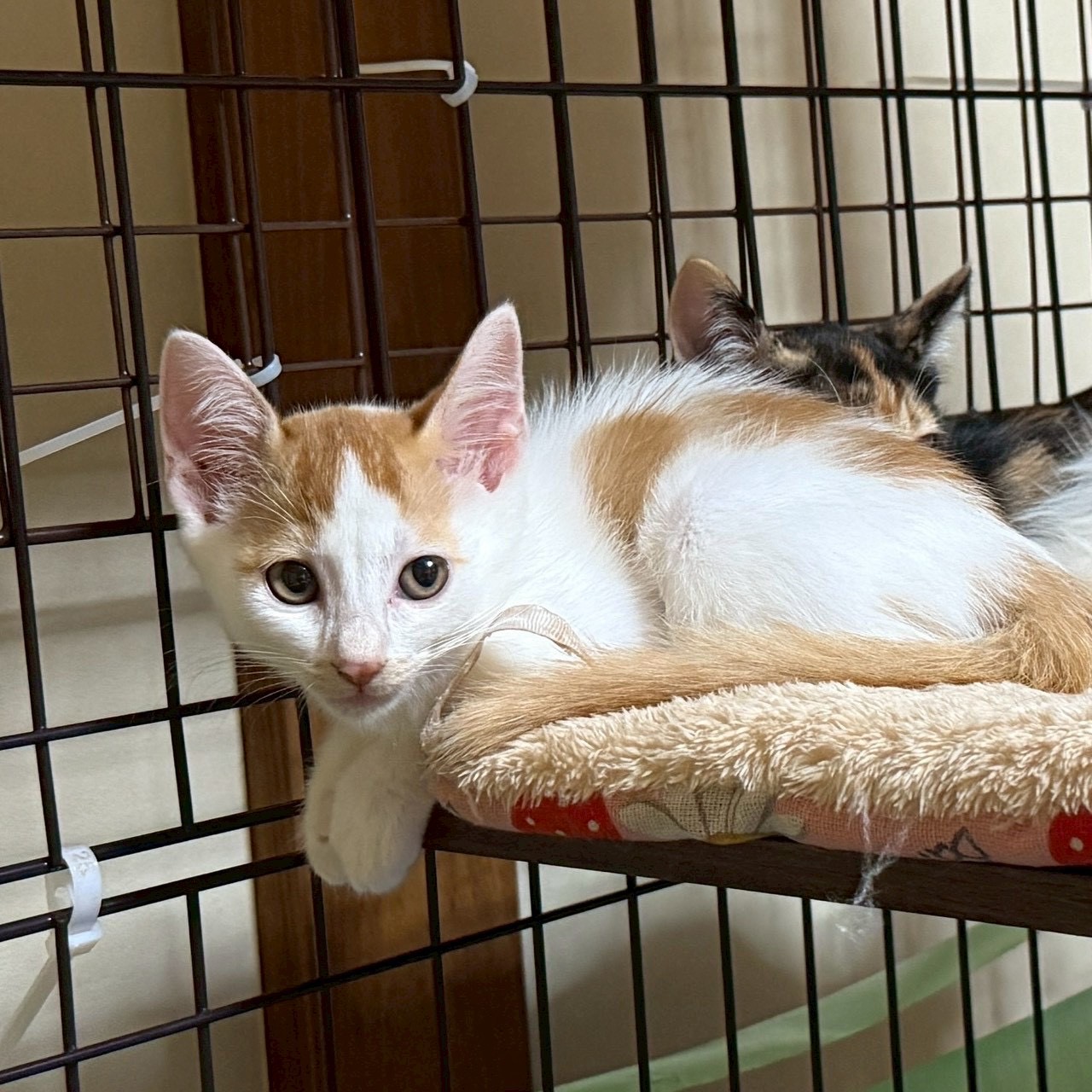 猫種不明