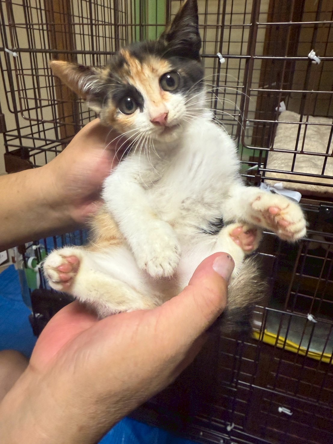 猫種不明