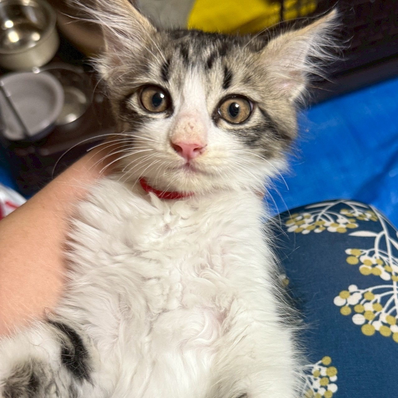 猫種不明